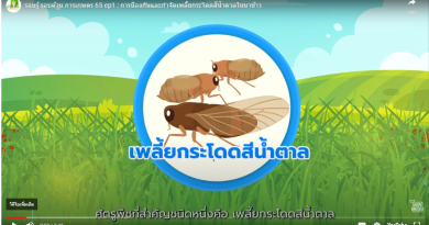 EP1 : การป้องกันและกำจัดเพลี้ยกระโดดสีน้ำตาลในนาข้าว
