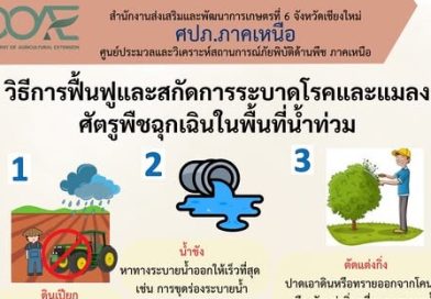 วิธีการฟื้นฟูและสกัดการระบาดโรคและแมลงศัตรูพืชฉุกเฉินในพื้นที่น้ำท่วม