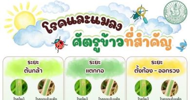 โรคและแมลงศัตรูข้าวที่สำคัญ