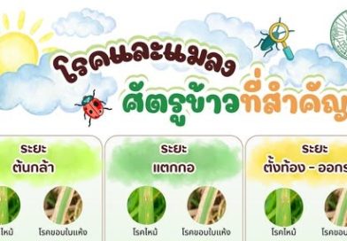 โรคและแมลงศัตรูข้าวที่สำคัญ