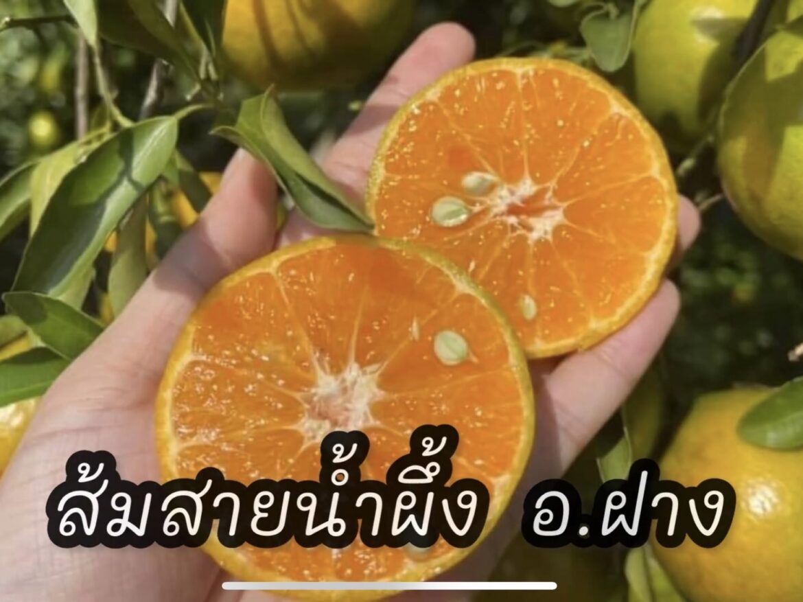 ส้มสายน้ำผึ้ง ของดีอำเภอฝาง