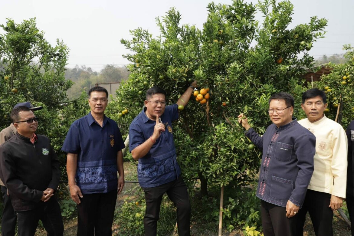 กรมส่งเสริมการเกษตร รณรงค์เกษตรกรร่วมใจผลิตส้มปลอดภัย “Safe Use Safe Orange” ในพื้นที่ อำเภอฝาง