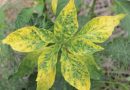 ระวัง โรคใบหงิกเหลืองพริก (เชื้อไวรัส Pepper yellow leaf curl virus: PeYLCV) ในพริก