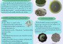 เชื้อราเขียวเมตาไรเซียม (Metarhizium anisopliae)