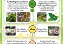 ความแตกต่างระหว่างโรคเหี่ยวกล้วย ที่มีสาเหตุมาจากเชื้อราและเชื้อแบคทีเรีย