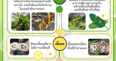 ความแตกต่างระหว่างโรคเหี่ยวกล้วย ที่มีสาเหตุมาจากเชื้อราและเชื้อแบคทีเรีย